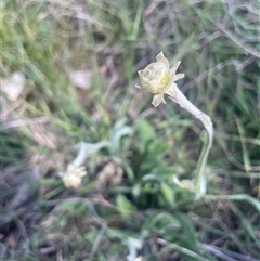 Ammobium alatum at Bowning, NSW - 19 Sep 2024 02:49 PM
