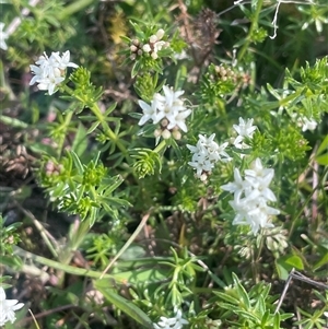 Asperula conferta at Bowning, NSW - 19 Sep 2024