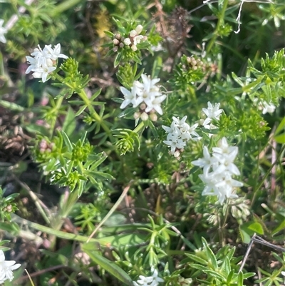 Asperula conferta (Common Woodruff) at Bowning, NSW - 19 Sep 2024 by JaneR