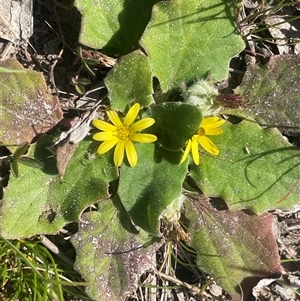 Cymbonotus sp. (preissianus or lawsonianus) at Bowning, NSW - 19 Sep 2024