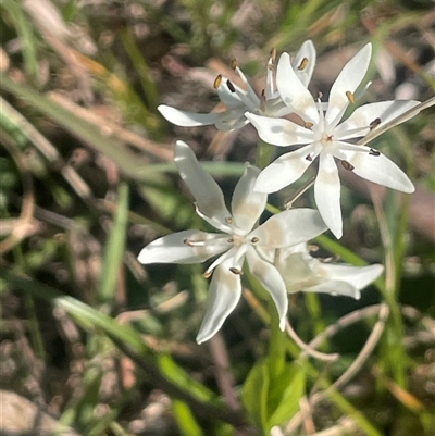 Wurmbea dioica subsp. dioica (Early Nancy) at Bowning, NSW - 19 Sep 2024 by JaneR