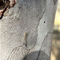 Uraba lugens (Gumleaf Skeletonizer) at Symonston, ACT - 20 Sep 2024 by cosmowhite