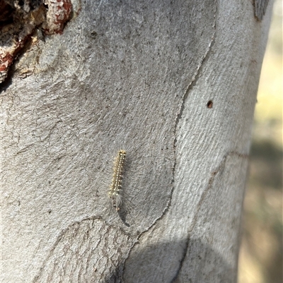 Uraba lugens (Gumleaf Skeletonizer) at Symonston, ACT - 20 Sep 2024 by cosmowhite