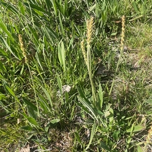 Plantago varia at Bowning, NSW - 19 Sep 2024