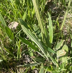 Plantago varia at Bowning, NSW - 19 Sep 2024