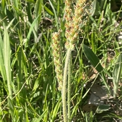 Plantago varia at Bowning, NSW - 19 Sep 2024 03:01 PM