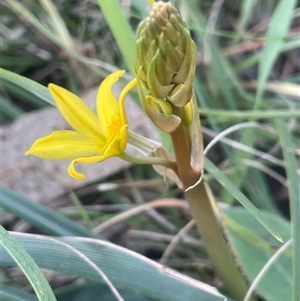 Bulbine bulbosa at Bowning, NSW - 19 Sep 2024