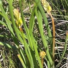 Bulbine bulbosa at Bowning, NSW - 19 Sep 2024