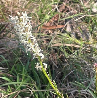 Stackhousia monogyna (Creamy Candles) at Bowning, NSW - 19 Sep 2024 by JaneR