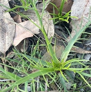 Eryngium ovinum at Bowning, NSW - 19 Sep 2024