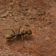 Myrmecia sp., pilosula-group (Jack jumper) at Cook, ACT - 18 Sep 2024 by NateKingsford