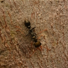 Myrmecia sp., pilosula-group at Cook, ACT - 18 Sep 2024