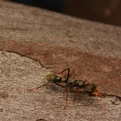 Myrmecia sp., pilosula-group at Cook, ACT - 18 Sep 2024