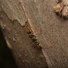 Myrmecia sp., pilosula-group at Cook, ACT - 18 Sep 2024