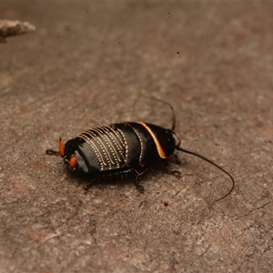 Ellipsidion australe at Cook, ACT - 18 Sep 2024 09:46 AM