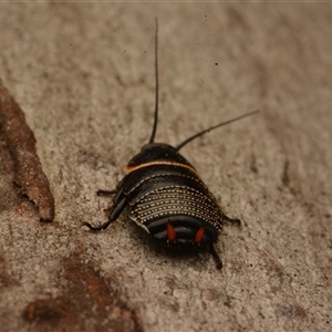 Ellipsidion australe at Cook, ACT - 18 Sep 2024 09:46 AM