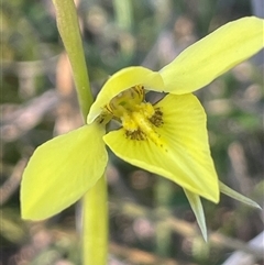 Diuris chryseopsis (Golden Moth) at Bowning, NSW - 19 Sep 2024 by JaneR