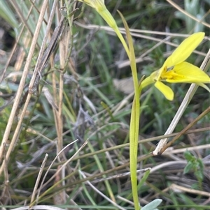 Diuris chryseopsis at Bowning, NSW - suppressed