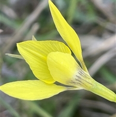 Diuris chryseopsis at Bowning, NSW - suppressed