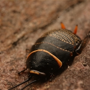 Ellipsidion australe at Cook, ACT - 18 Sep 2024 09:40 AM