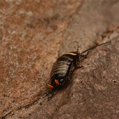 Ellipsidion australe at Cook, ACT - 18 Sep 2024