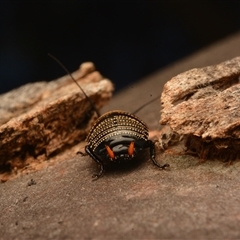 Ellipsidion australe at Cook, ACT - 18 Sep 2024 09:40 AM