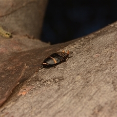 Ellipsidion australe (Austral Ellipsidion cockroach) at Cook, ACT - 17 Sep 2024 by NateKingsford