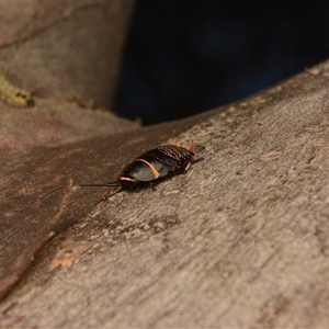 Ellipsidion australe at Cook, ACT - 18 Sep 2024