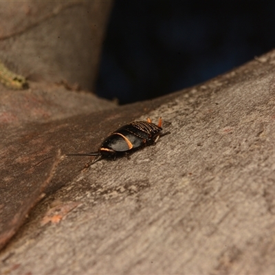 Ellipsidion australe (Austral Ellipsidion cockroach) at Cook, ACT - 18 Sep 2024 by NateKingsford