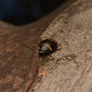 Ellipsidion australe at Cook, ACT - 18 Sep 2024