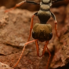 Myrmecia sp., pilosula-group (Jack jumper) at Cook, ACT - 17 Sep 2024 by NateKingsford