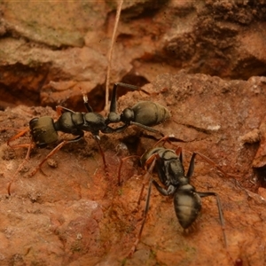 Myrmecia sp., pilosula-group at Cook, ACT - 18 Sep 2024