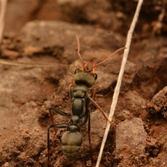 Myrmecia sp., pilosula-group at Cook, ACT - 18 Sep 2024