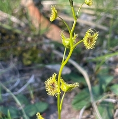 Drosera gunniana (Pale Sundew) at Bowning, NSW - 19 Sep 2024 by JaneR