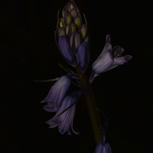 Hyacinthoides non-scriptus at suppressed - suppressed