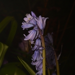 Hyacinthoides non-scriptus at Macgregor, ACT - suppressed