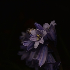 Hyacinthoides non-scriptus at suppressed - suppressed