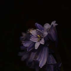 Hyacinthoides non-scriptus at Macgregor, ACT - suppressed