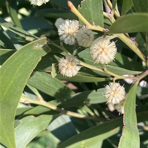 Acacia melanoxylon at Bowning, NSW - 19 Sep 2024 04:26 PM