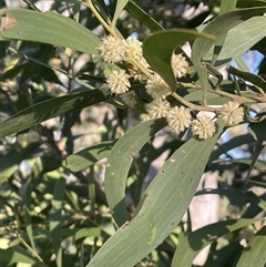 Acacia melanoxylon at Bowning, NSW - 19 Sep 2024