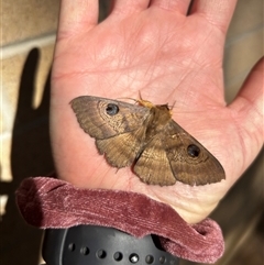 Dasypodia selenophora (Southern old lady moth) at Coree, ACT - 20 Sep 2024 by Rebeccaryanactgov