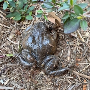 Limnodynastes dumerilii at Macgregor, ACT - 19 Sep 2024