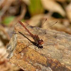 Diplacodes bipunctata at Downer, ACT - 20 Sep 2024 10:13 AM