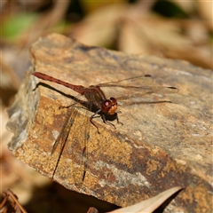 Diplacodes bipunctata at Downer, ACT - 20 Sep 2024 10:13 AM