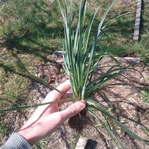 Tragopogon sp. at Tarago, NSW - 20 Sep 2024