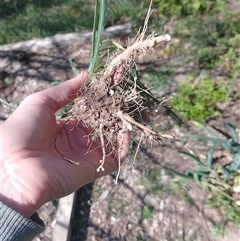 Tragopogon sp. at Tarago, NSW - 20 Sep 2024