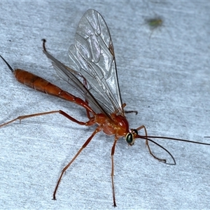 Netelia sp. (genus) at Rosedale, NSW - 8 Sep 2024 07:50 PM