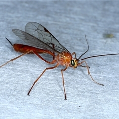 Netelia sp. (genus) at Rosedale, NSW - 8 Sep 2024