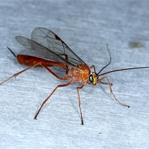 Netelia sp. (genus) at Rosedale, NSW - 8 Sep 2024 07:50 PM