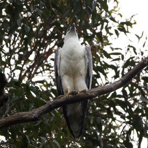 Haliaeetus leucogaster at Rosedale, NSW - suppressed